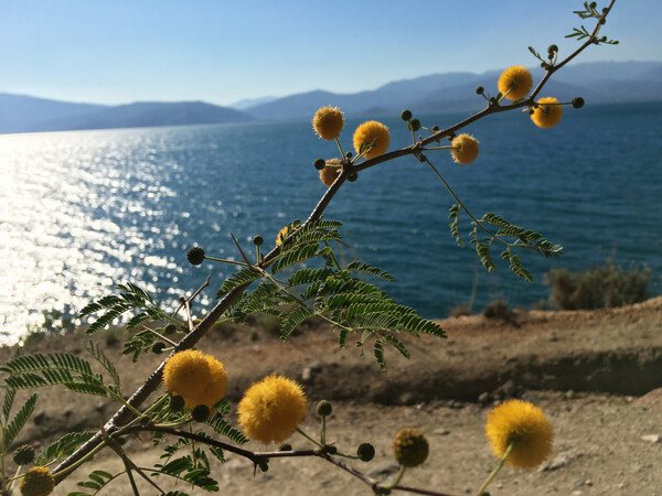 Αρβανιτιά - Καραθώνα και επιστροφή