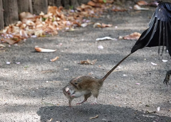 Αρουραίος-νίντζα προσπαθεί να ξεφύγει από κοράκι