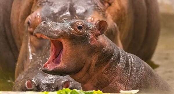 Ο ζωολογικός κήπος του Ντάλας ανάρτησε πλάνα από τη γέννησή του νέου μωρού ιπποπόταμου 