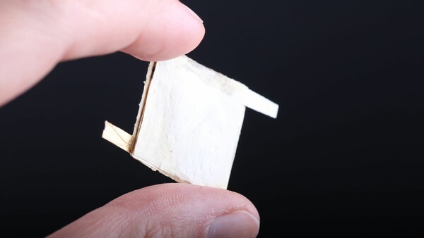 Επιστήμονες χρησιμοποίησαν μανιτάρια για να φτιάξουν βιοδιασπώμενα μικροτσίπ υπολογιστών