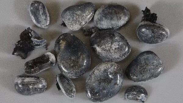 Δόντια από ψάρι ηλικίας 780.000 ετών αποκαλύπτουν τα πρώτα σημάδια μαγειρέματος