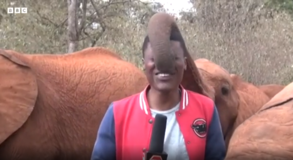 Ελέφαντας «χαϊδεύει» με την προβοσκίδα δημοσιογράφο, που προσπαθεί να κάνει ρεπορτάζ