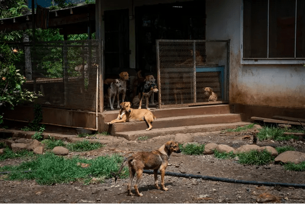 Fiji dogged by strays after Covid breeding boom