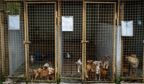 Fiji dogged by strays after Covid breeding boom