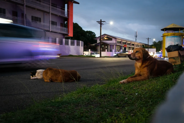 Fiji dogged by strays after Covid breeding boom