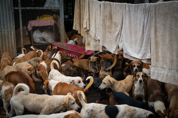 Fiji dogged by strays after Covid breeding boom