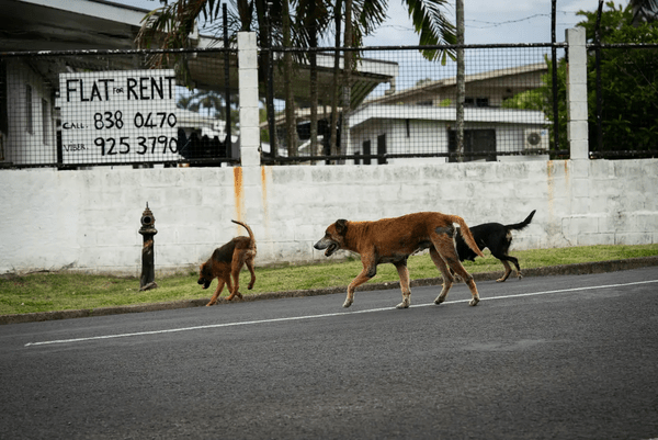 Fiji dogged by strays after Covid breeding boom