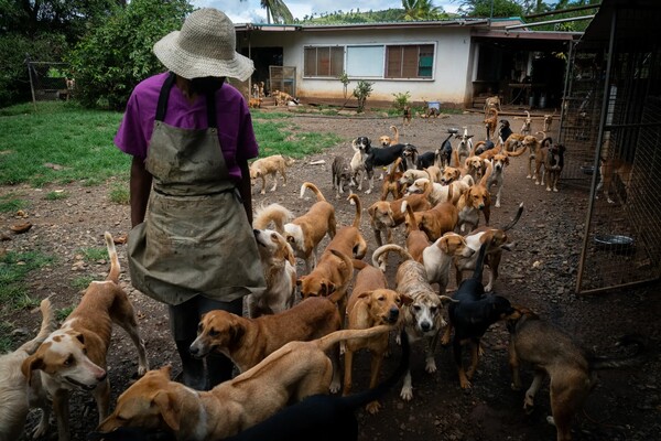 Fiji dogged by strays after Covid breeding boom