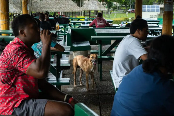 Fiji dogged by strays after Covid breeding boom