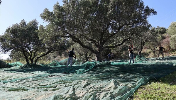 Ωφελούμενοι του ΚΕΘΕΑ μαζεύουν τις ελιές του Δήμου Ηρακλείου 