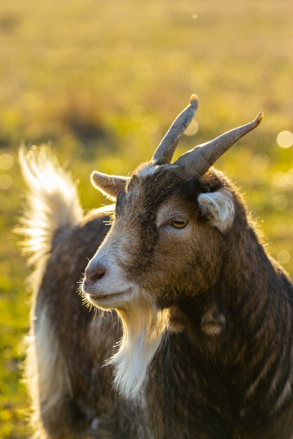 Αυτοί είναι οι GOAT της διάρρηξης-Μια απίθανη συμμορία εισβάλλει σε γραφείο