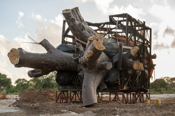 Kenya bans 'biopiracy' export of lucrative baobabs