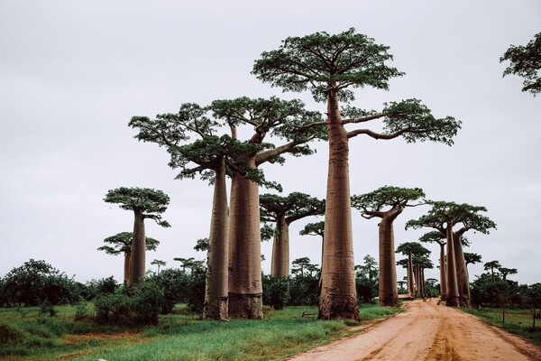 Kenya bans 'biopiracy' export of lucrative baobabs