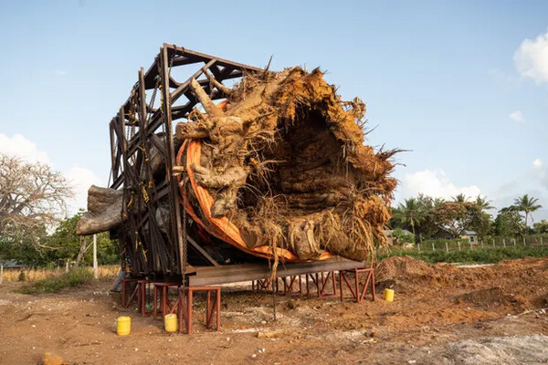 Kenya bans 'biopiracy' export of lucrative baobabs