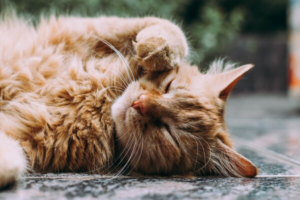 Πάνω από 350.000 γάτες στη Βρετανία «κόλλησαν Covid κατά τη διάρκεια της πανδημίας»