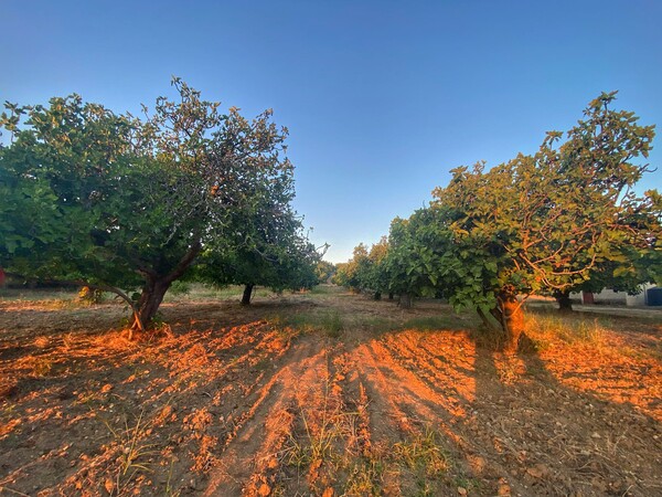 Σμυρνέικα σύκα στον Ταξιάρχη Ευβοίας