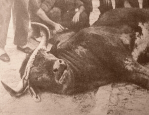 Ο θάνατος του ταύρου Islero