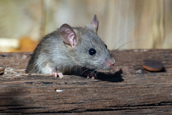 «Τα έφαγαν ποντίκια»: Η αστυνομία κατηγορεί τρωκτικά για την «εξαφάνιση» 200 κιλών κάνναβης