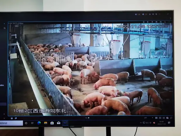 Ένας ουρανοξύστης 26 ορόφων στην Κίνα θα σφάζει 1 εκατομμύριο γουρούνια ετησίως