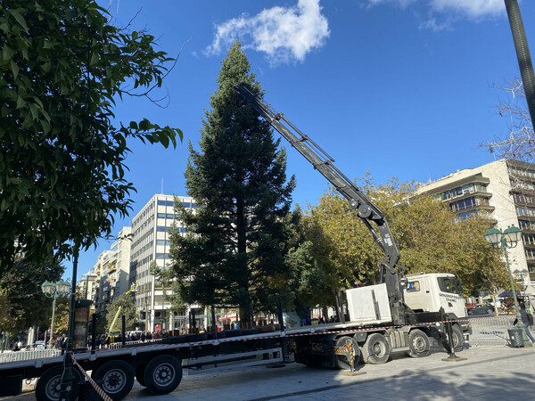 Στήθηκε το Χριστουγεννιάτικο δέντρο στην πλατεία Συντάγματος