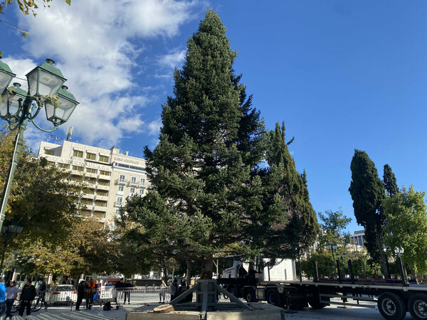 Στήθηκε το Χριστουγεννιάτικο δέντρο στην πλατεία Συντάγματος