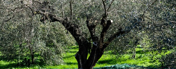 Κρήτη: Έστησαν γλέντι με λύρα μέσα σε αρχαία ελιά και το βίντεο έγινε viral