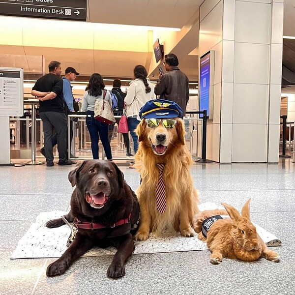 Στο αεροδρόμιο του Σαν Φρανσίσκο ένα γουρούνι, ένα κουνέλι και πολλοί σκύλοι «ηρεμούν» τους αγχωμένους ταξιδιώτες