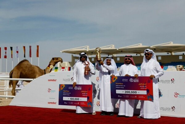 Για μια θέση στο βάθρο-Καμήλες σε διαγωνισμό ομορφιάς στο Κατάρ