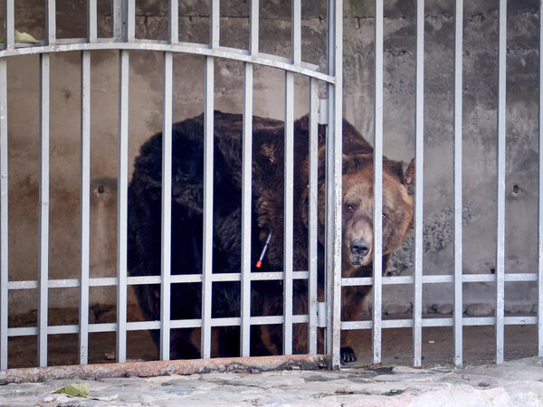 Αρκούδα κρατούνταν σε κλουβί για 20 χρόνια, τη χρησιμοποιούσαν ως έκθεμα σε εστιατόριο 