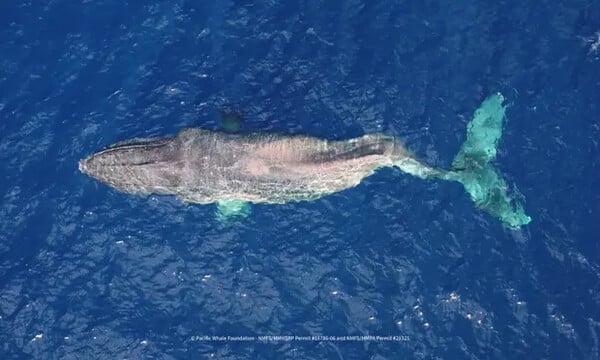 Moon the humpback whale completes 5,000km journey – with a broken back