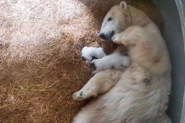 Toledo Zoo welcomes twin polar bear cubs