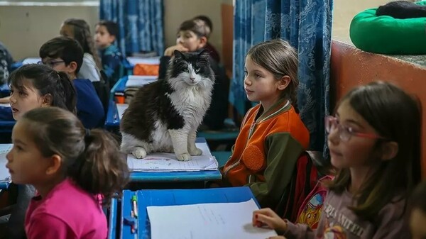 «Σχολείο με Πατούσες»: Το δημοτικό στην Τουρκία που φιλοξενεί περισσότερες γάτες από μαθητές	