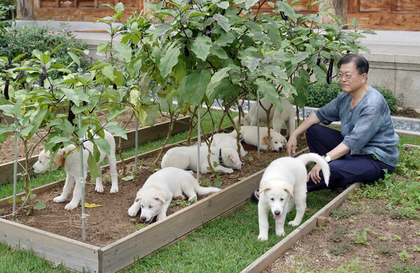Σε ζωολογικό κήπο τα σκυλιά που είχε χαρίσει ο Κιμ Γιονγκ-ουν στον Νοτιοκορεάτη πρόεδρο - Λόγω εξόδων 