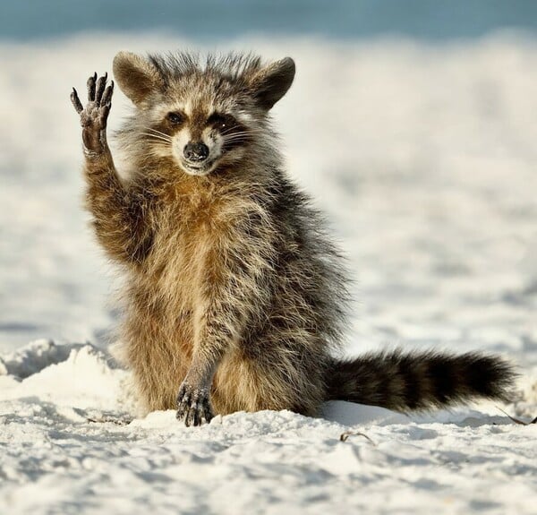 Wildlife Funny Photos Awards 2022: Ανακοινώθηκε η νικήτρια με την καλύτερη εικόνα-Οι 10 καλύτερες φωτογραφίες
