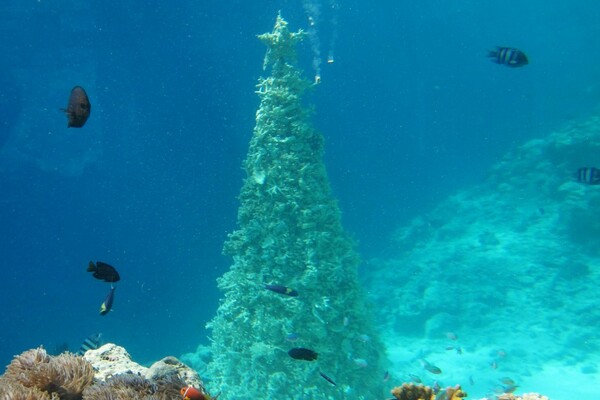 Στην Αλόννησο στόλισαν χριστουγεννιάτικο δέντρο στον βυθό 