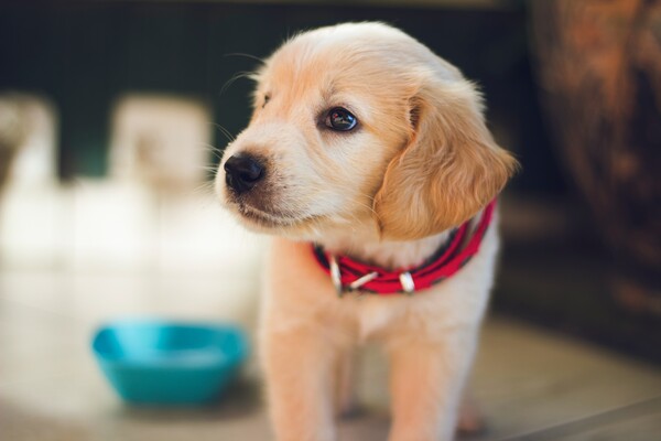 Η Νέα Υόρκη απαγορεύει στα pet shop να πωλούν σκύλους, γάτες και κουνέλια