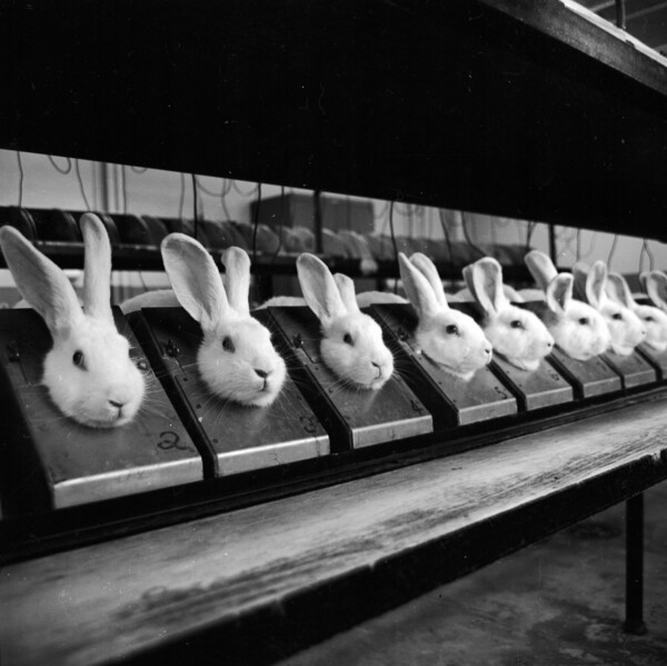 Γιατί να βασανίζουμε κουνέλια για σαμπουάν; 10 Πολιτείες απαγόρευσαν τα καλλυντικά που δοκιμάζονται σε ζώα