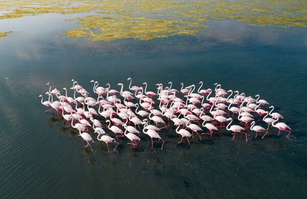 Incredible Aerial Photos Highlight Beauty of Great Flamingo Migration