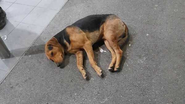 Κακοποίηση σκύλου στη Ρόδο: Επιχείρησαν να του κόψουν τα αυτιά με ψαλίδι 