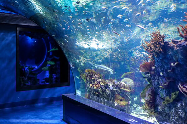 XPLORE Oceans: Επισκεφθήκαμε το μοναδικό ενυδρείο της Αθήνας