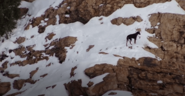 Σκύλος στο βουνό