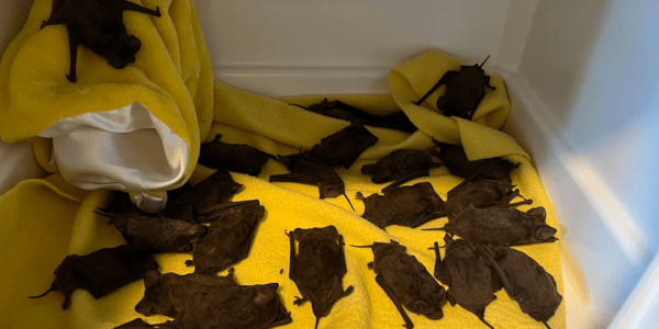Έσωσε εκατοντάδες νυχτερίδες, που έπεφταν στο έδαφος λόγω παγωνιάς- Τις πήρε στο σπίτι της