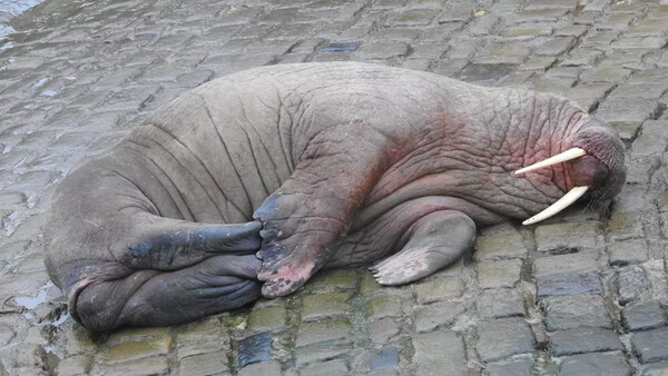 Rare walrus sighting draws huge crowds to harbour