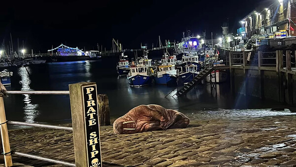 Rare walrus sighting draws huge crowds to harbour