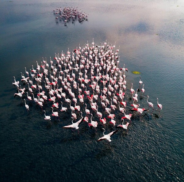 Το ετήσιο «φεστιβάλ φλαμίνγκο» σε λίμνη της Ινδίας μέσα από τον φακό του Raj Mohan