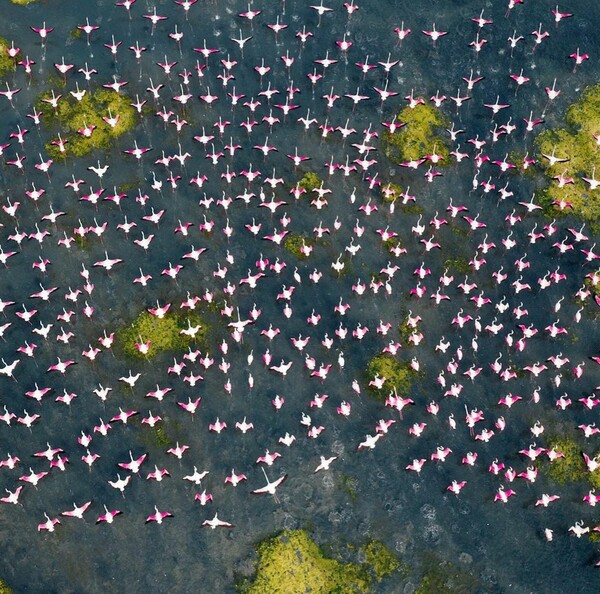 Το ετήσιο «φεστιβάλ φλαμίνγκο» σε λίμνη της Ινδίας μέσα από τον φακό του Raj Mohan