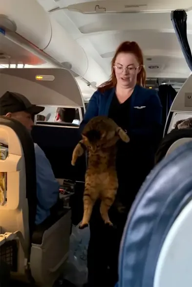 «Την έχασε κανείς;»: Αεροσυνοδός βοηθά γάτα που περιφερόταν στη διάρκεια πτήσης