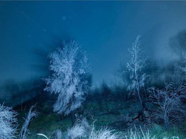 «Το αίνιγμα του δάσους», έκθεση-έρευνα του φωτογράφου Τάσου Βρεττού στο κτίριο «Νόμπελ» στο Χαλάνδρι 