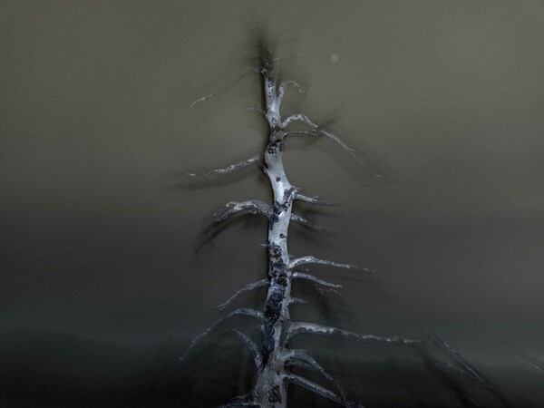 «Το αίνιγμα του δάσους», έκθεση-έρευνα του φωτογράφου Τάσου Βρεττού στο κτίριο «Νόμπελ» στο Χαλάνδρι 
