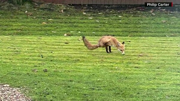 Δίποδη αλεπού σε κήπο στη Βρετανία- «Δεν έχουμε ξαναδεί κάτι τέτοιο στη φύση, αλλά το ζώο φαίνεται υγιές»